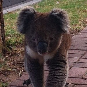 Meet your Posher, Sofia